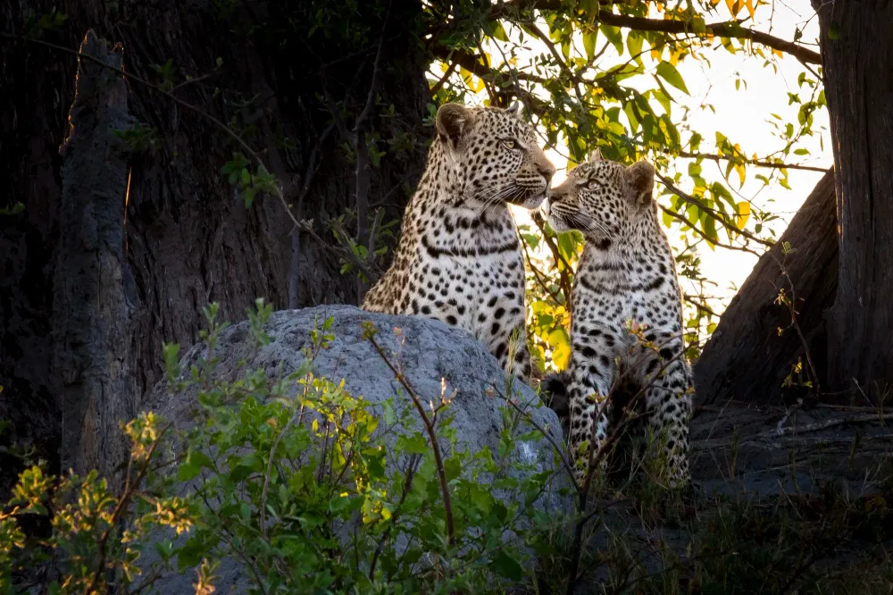 Sindabezi Island, Livingstone, Zambia