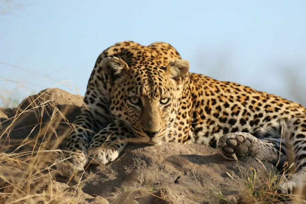Sabi Sand (Greater Kruger)