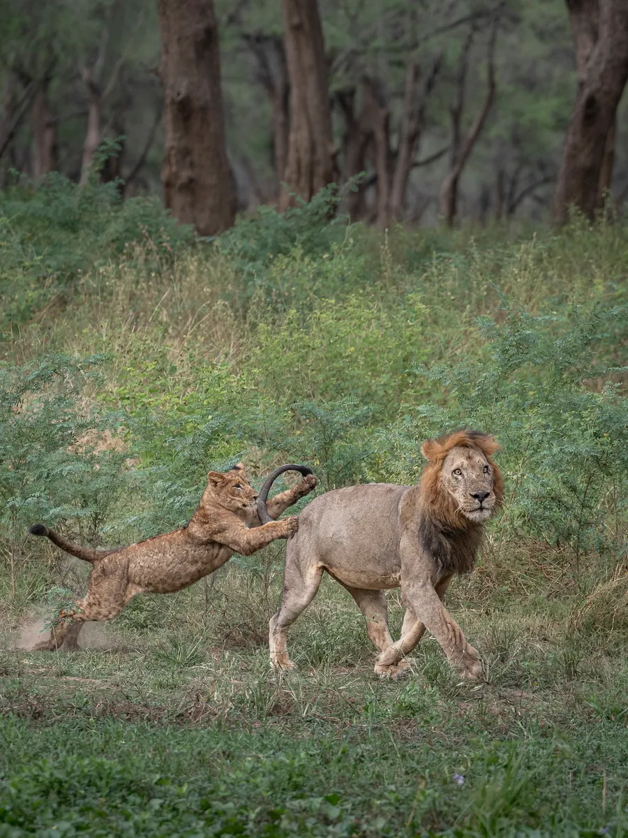 Anabezi — photo 16