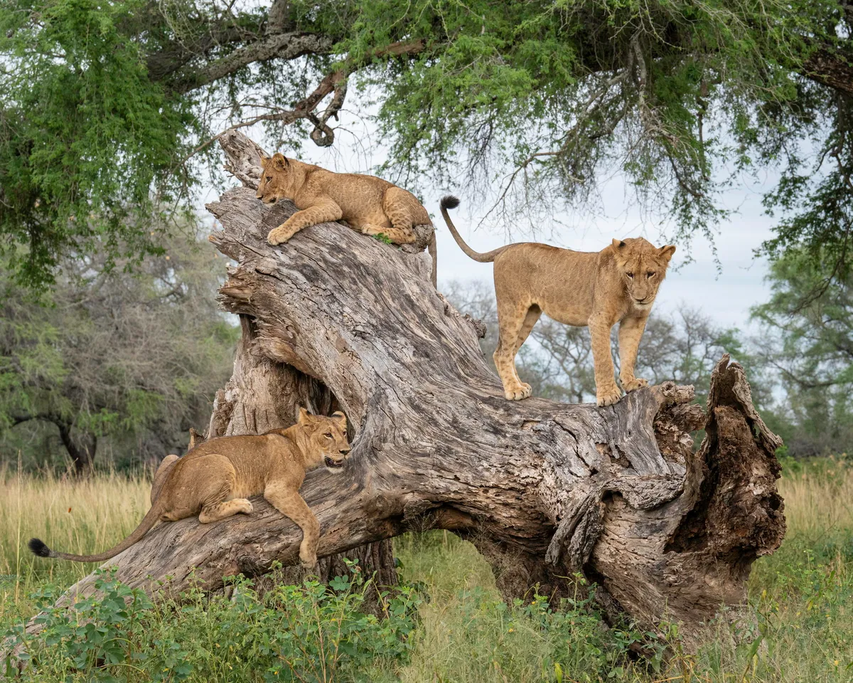Anabezi — photo 17
