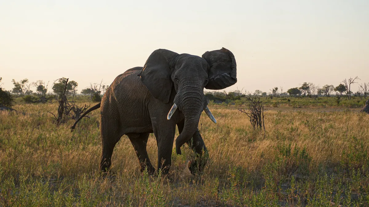 Atzaro Okavango — photo 16