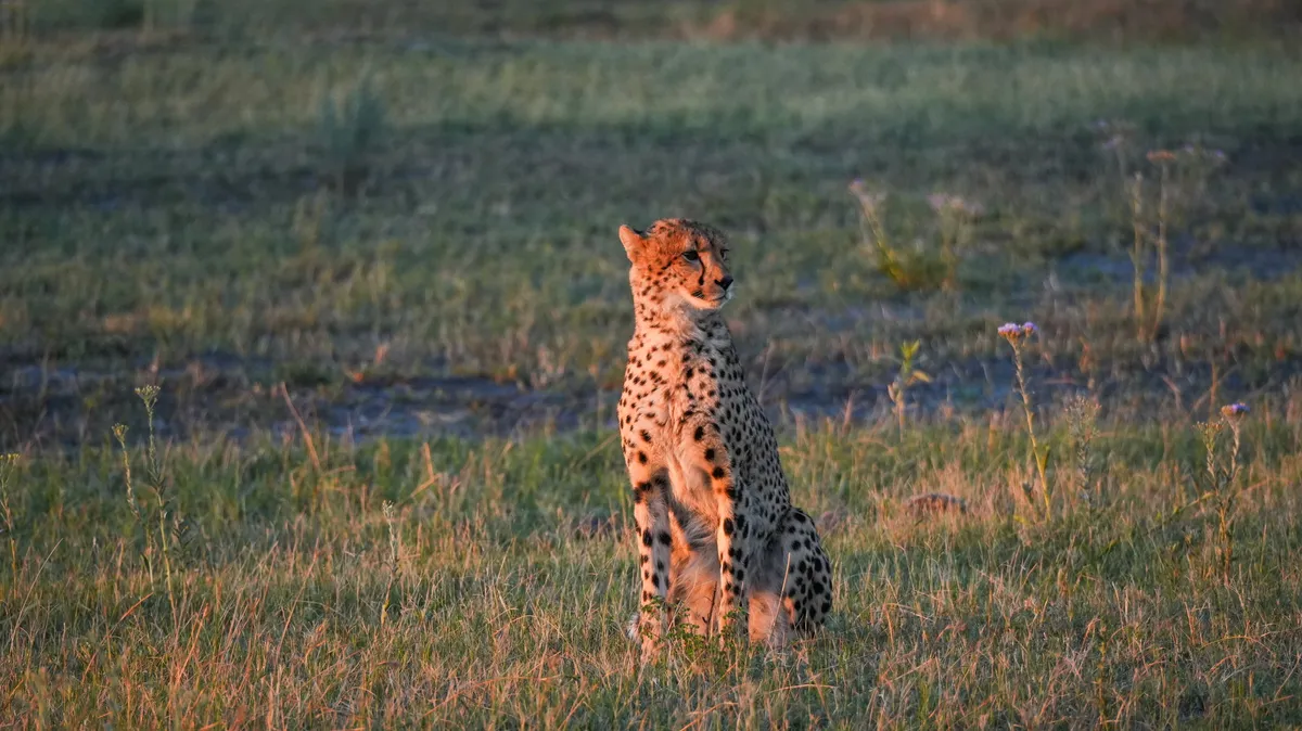 Atzaro Okavango — photo 17