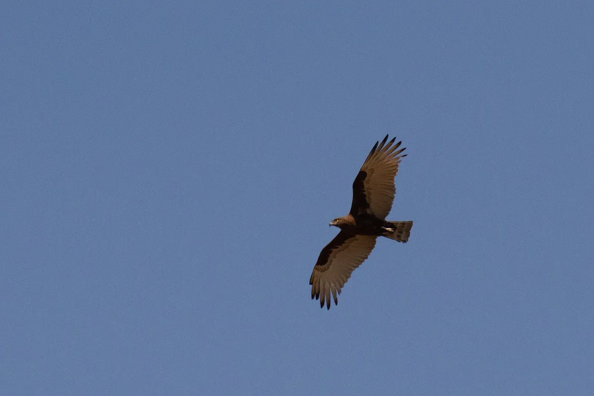 Bumi Hills Safari Lodge — photo 38