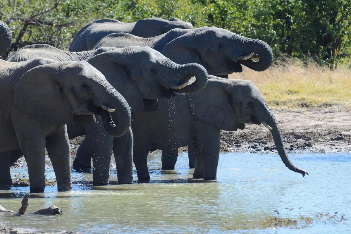 Camp Hwange — photo 5