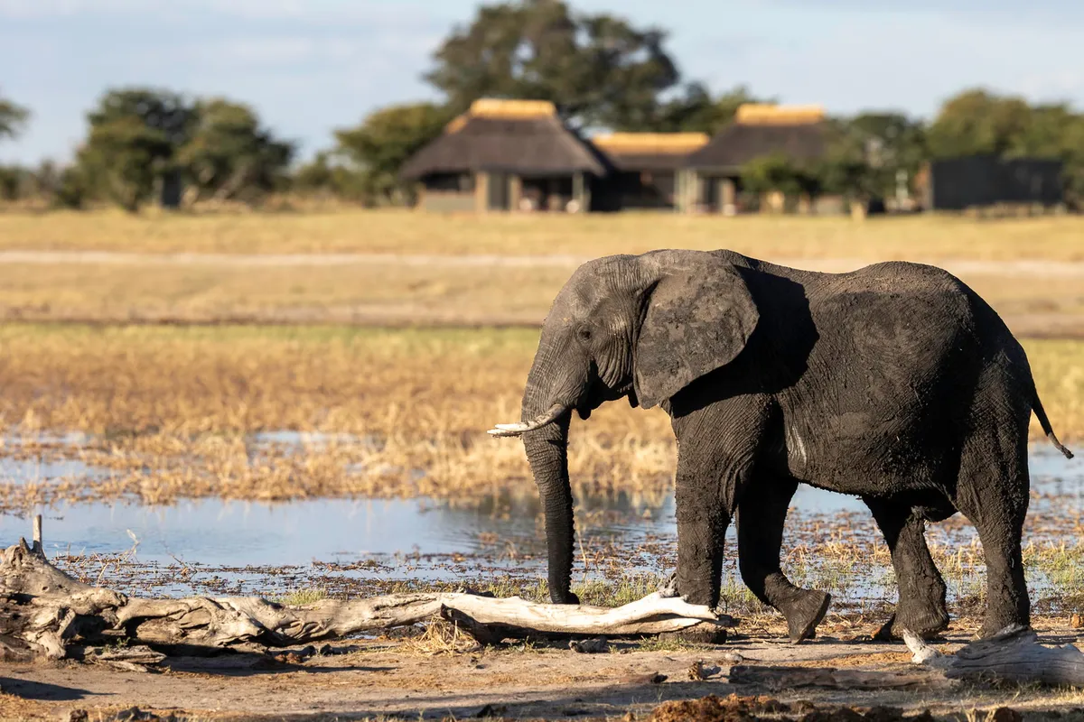 Camp Hwange — photo 13