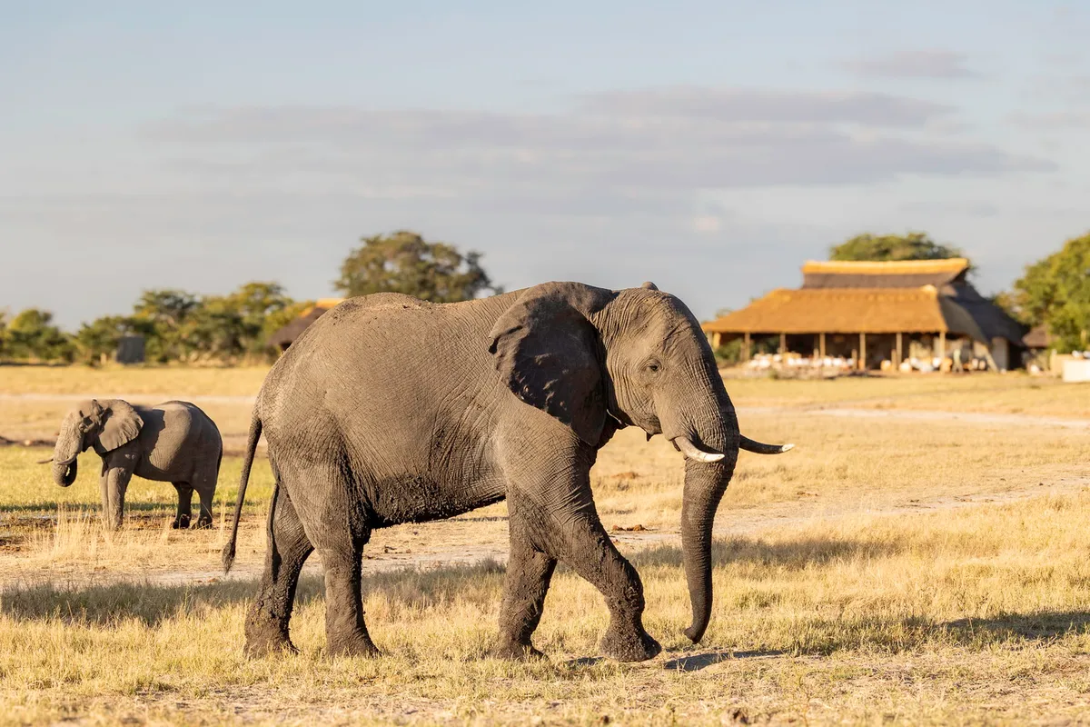 Camp Hwange — photo 14