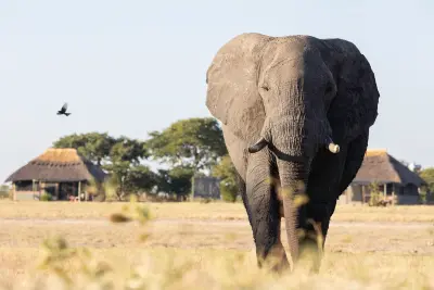 Camp Hwange, Hwange National Park, Zimbabwe