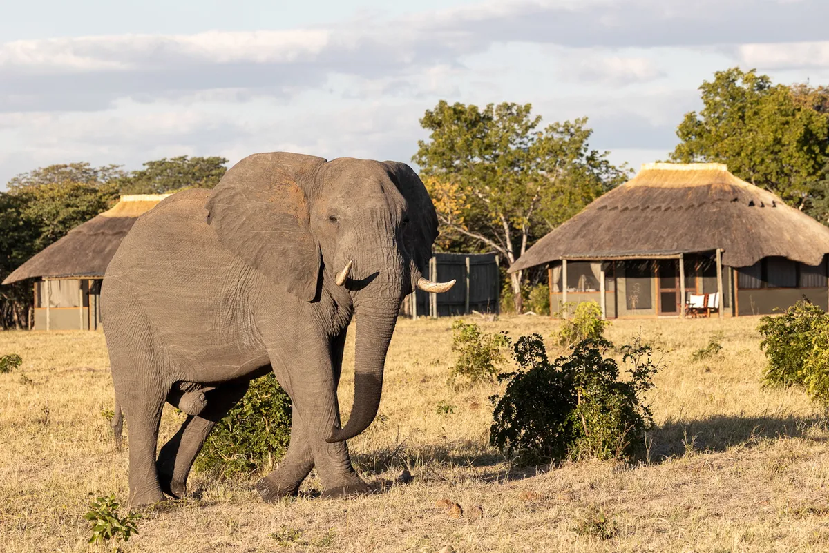 Camp Hwange — photo 1