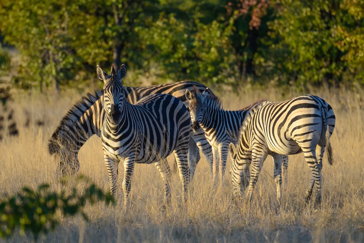 Camp Hwange — photo 6