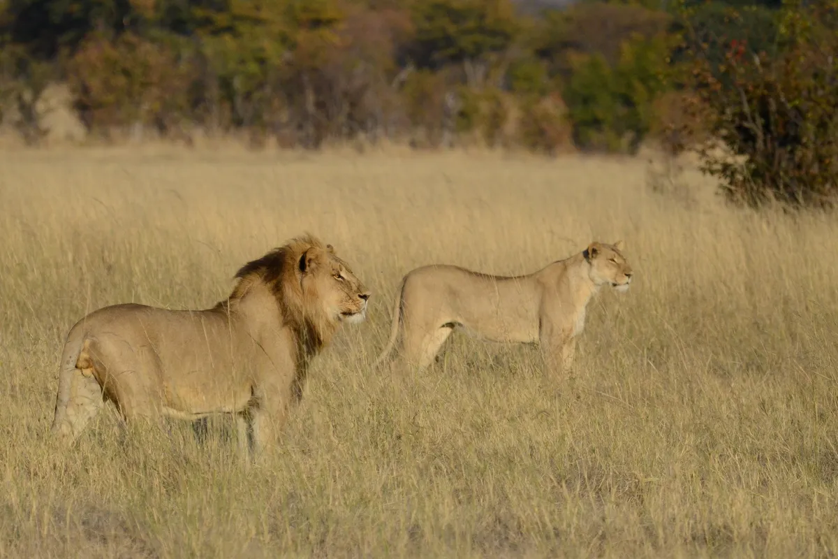 Camp Hwange — photo 21