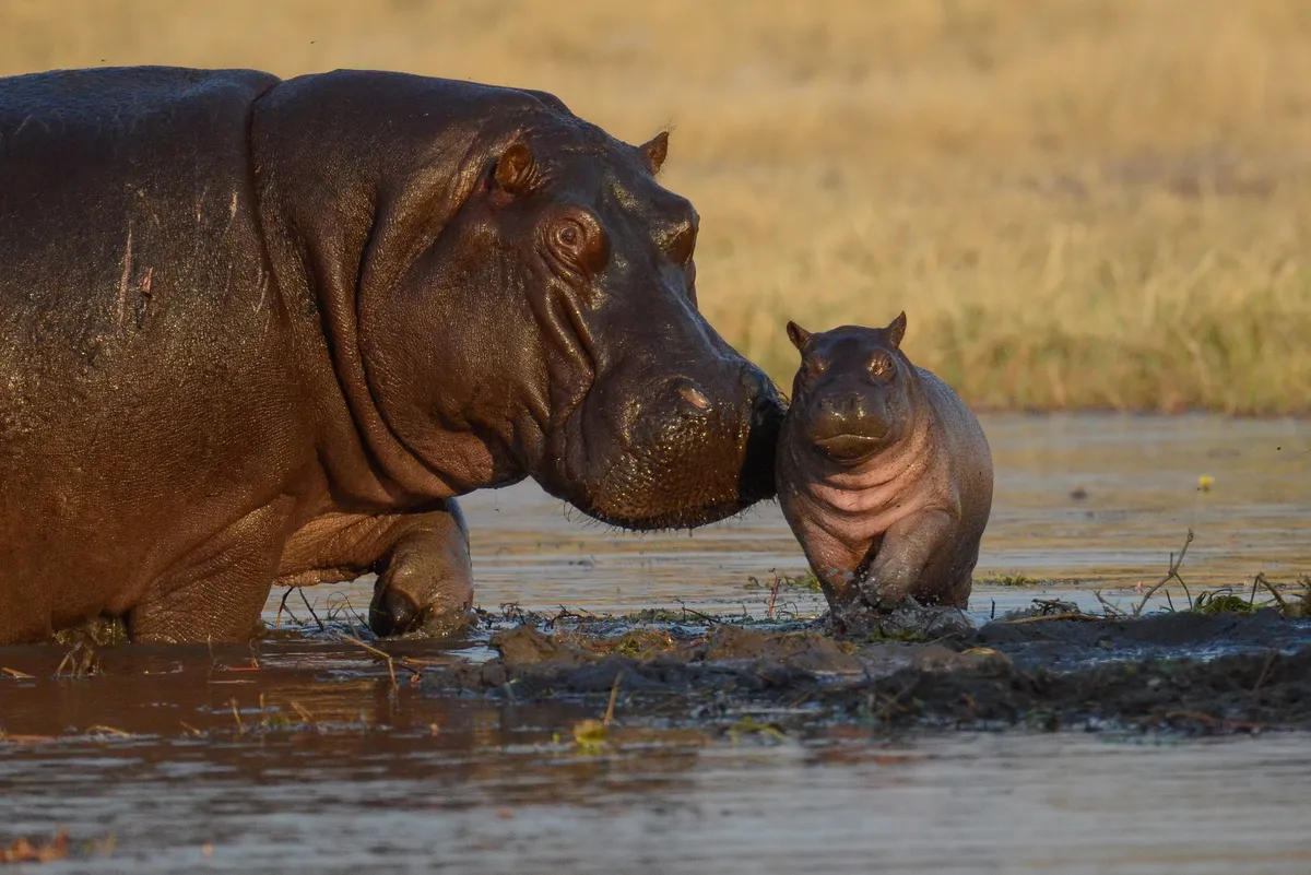 Camp Hwange — photo 22