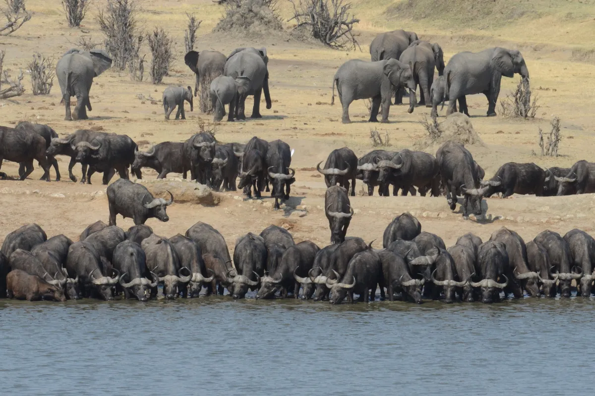 Camp Hwange — photo 24