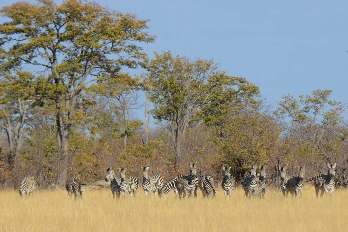 Camp Hwange — photo 25