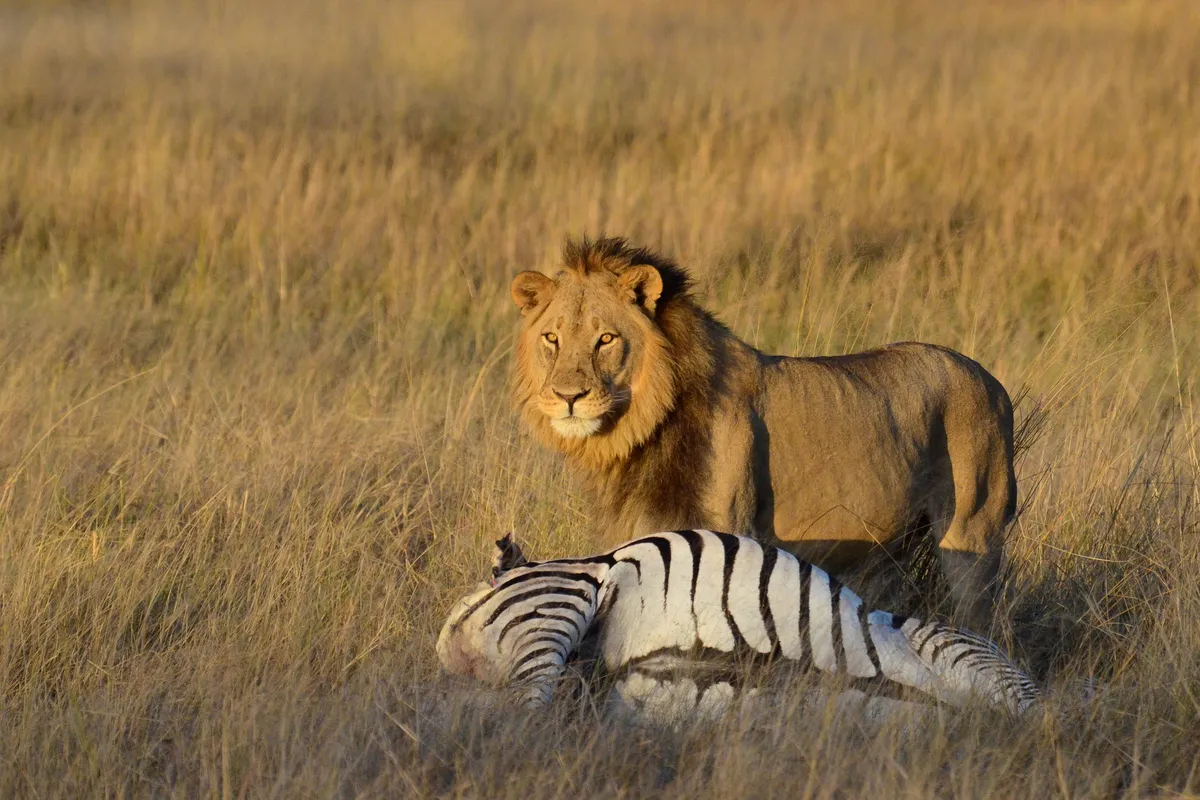 Camp Hwange — photo 7