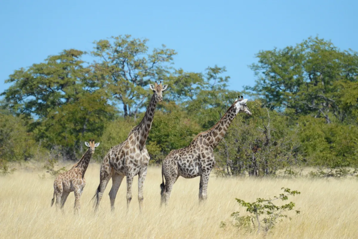 Camp Hwange — photo 8