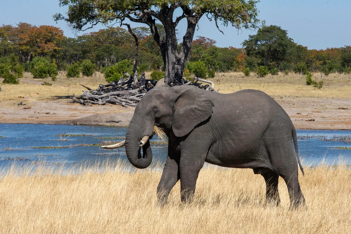 Camp Hwange — photo 11