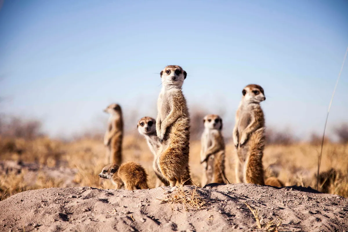Camp Kalahari — photo 12