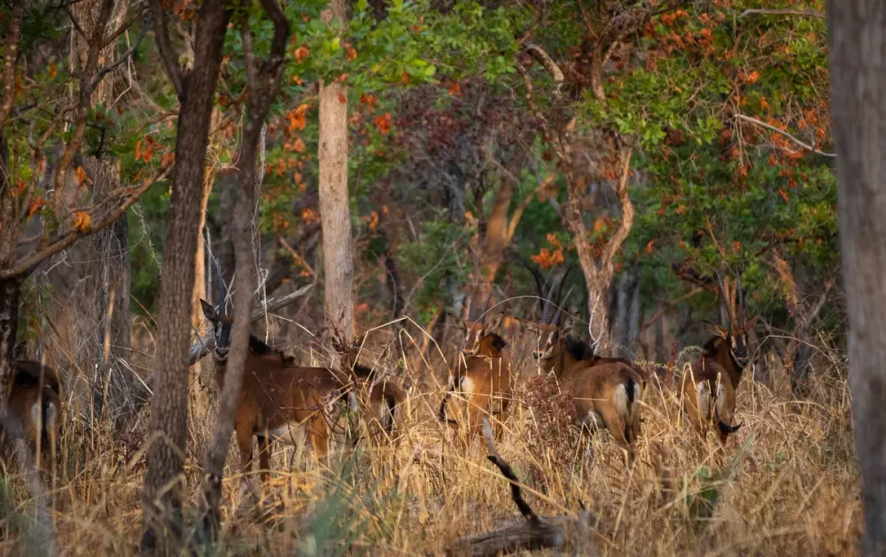 Chada Katavi, Katavi, Tanzania
