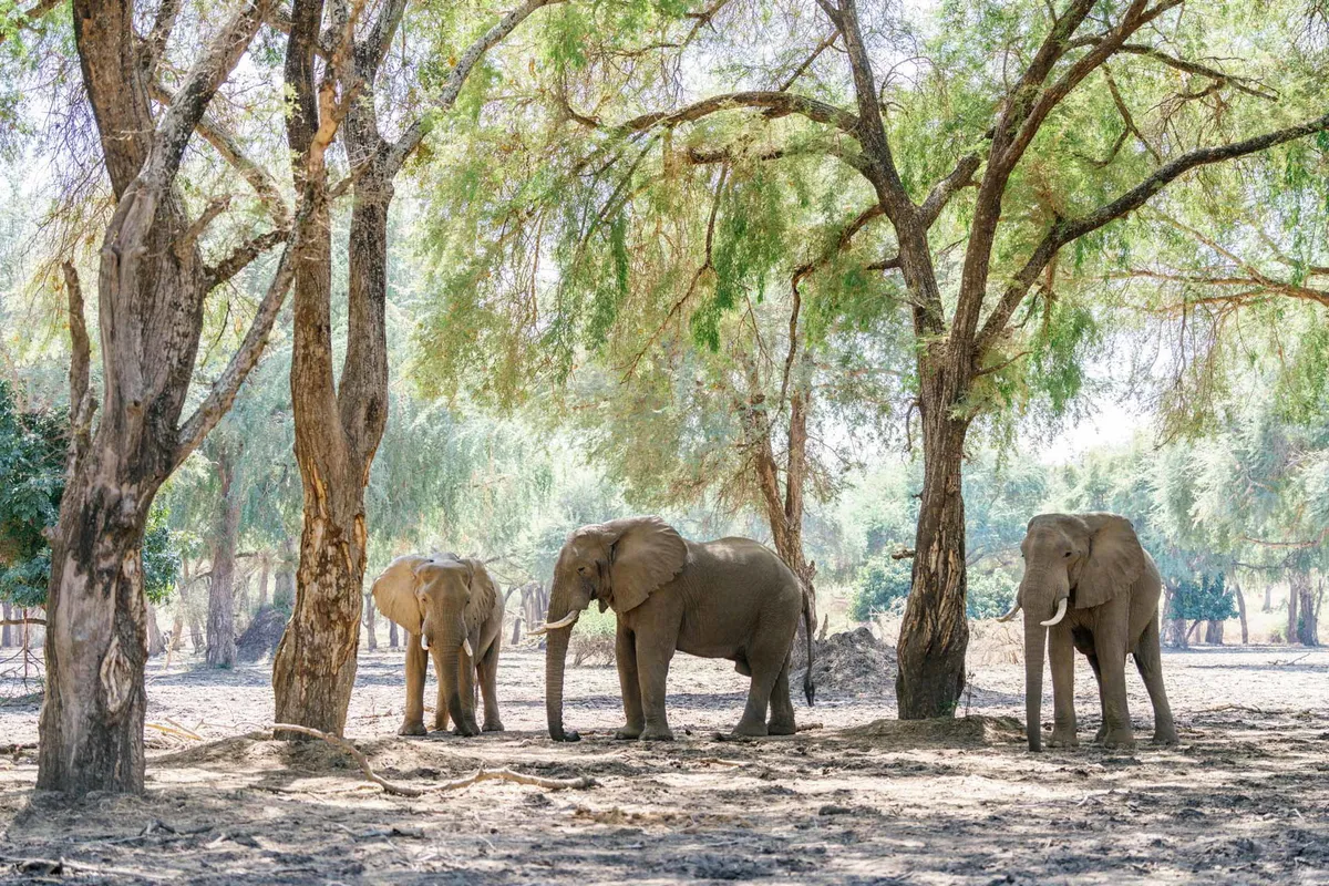 Chongwe Camp — photo 9