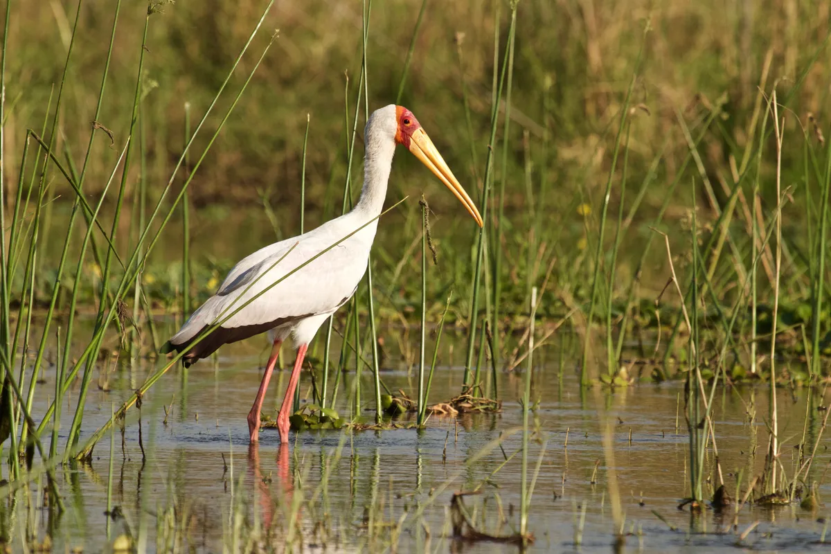 Chula Island Camp — photo 6