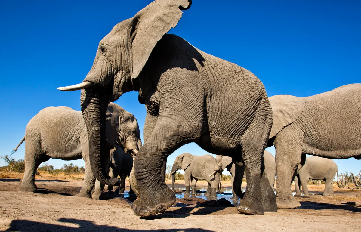 Elephant Pan — photo 13