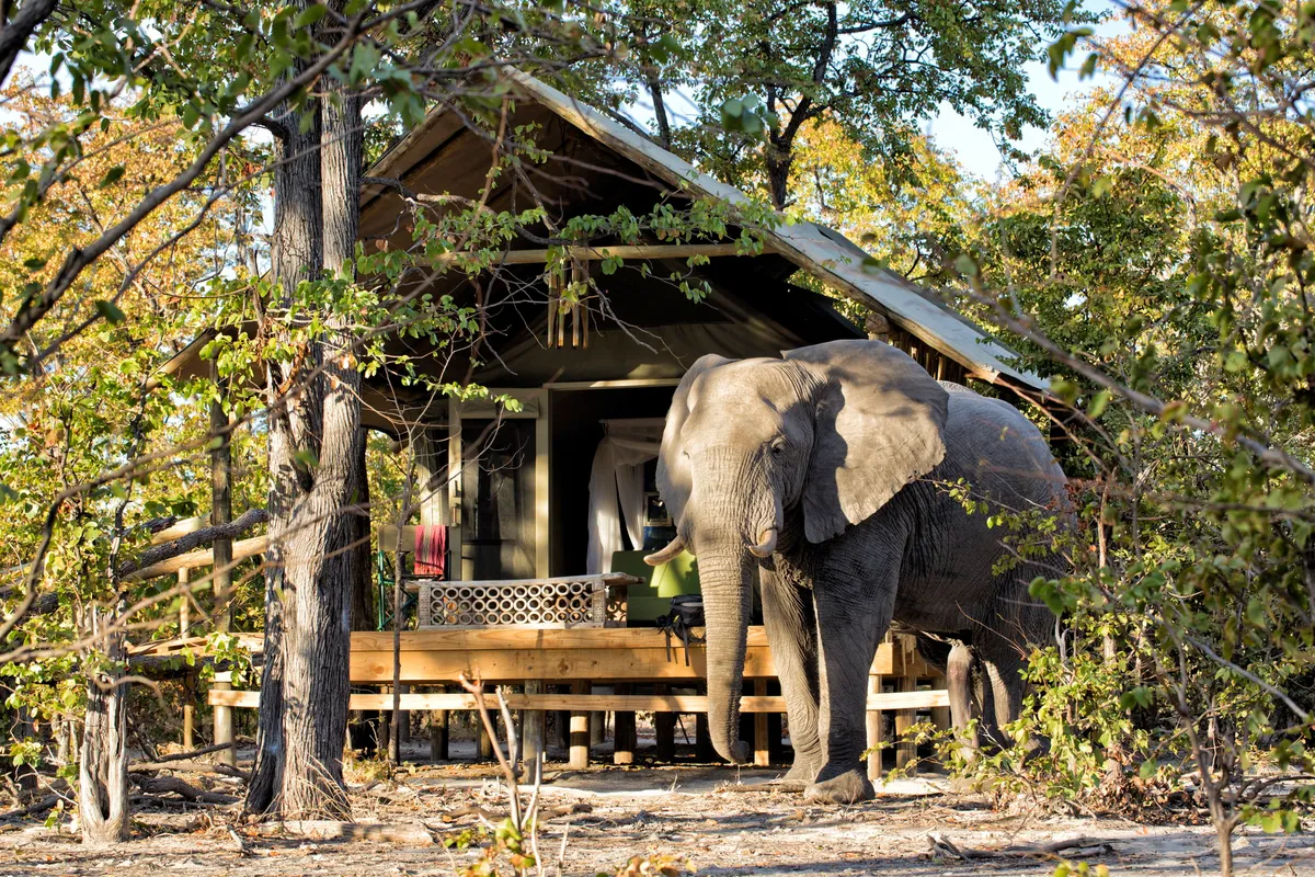Elephant Pan — photo 3