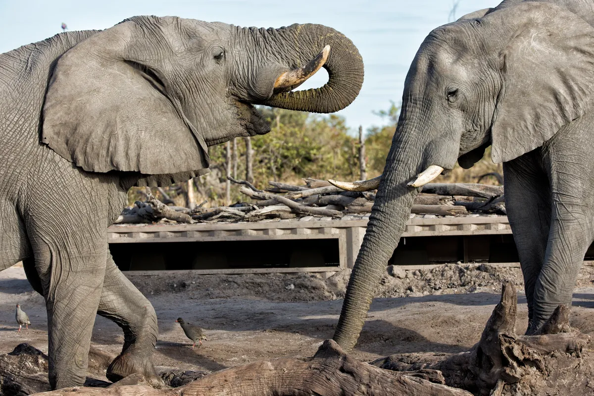 Elephant Pan — photo 4