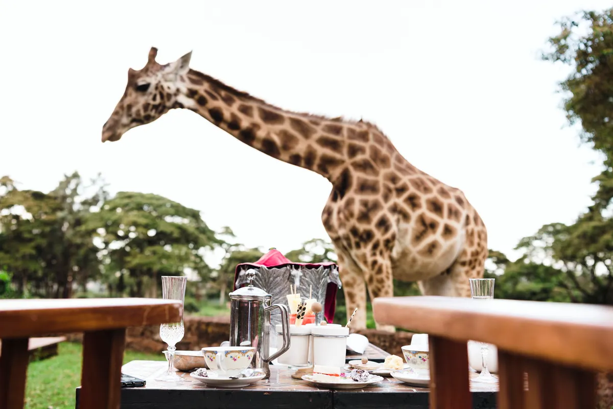 Giraffe Manor — Garden Manor — photo 47