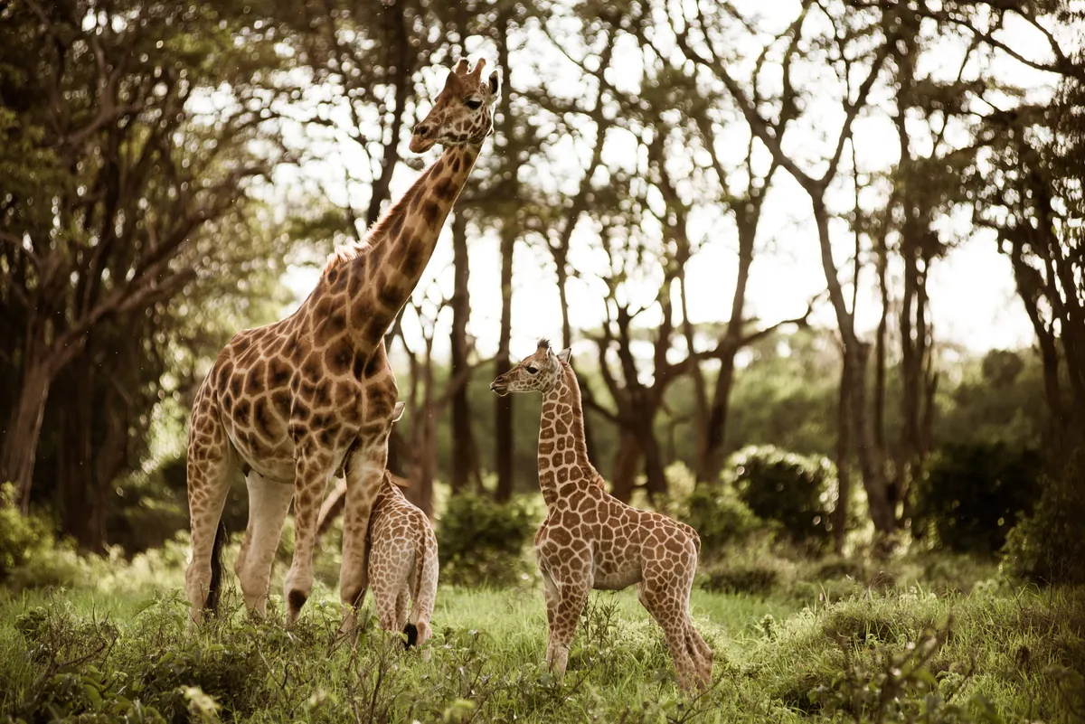 Giraffe Manor — Garden Manor — photo 66