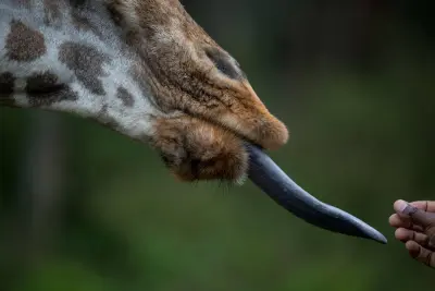 Giraffe Manor — Historic Manor, Nairobi, Kenya