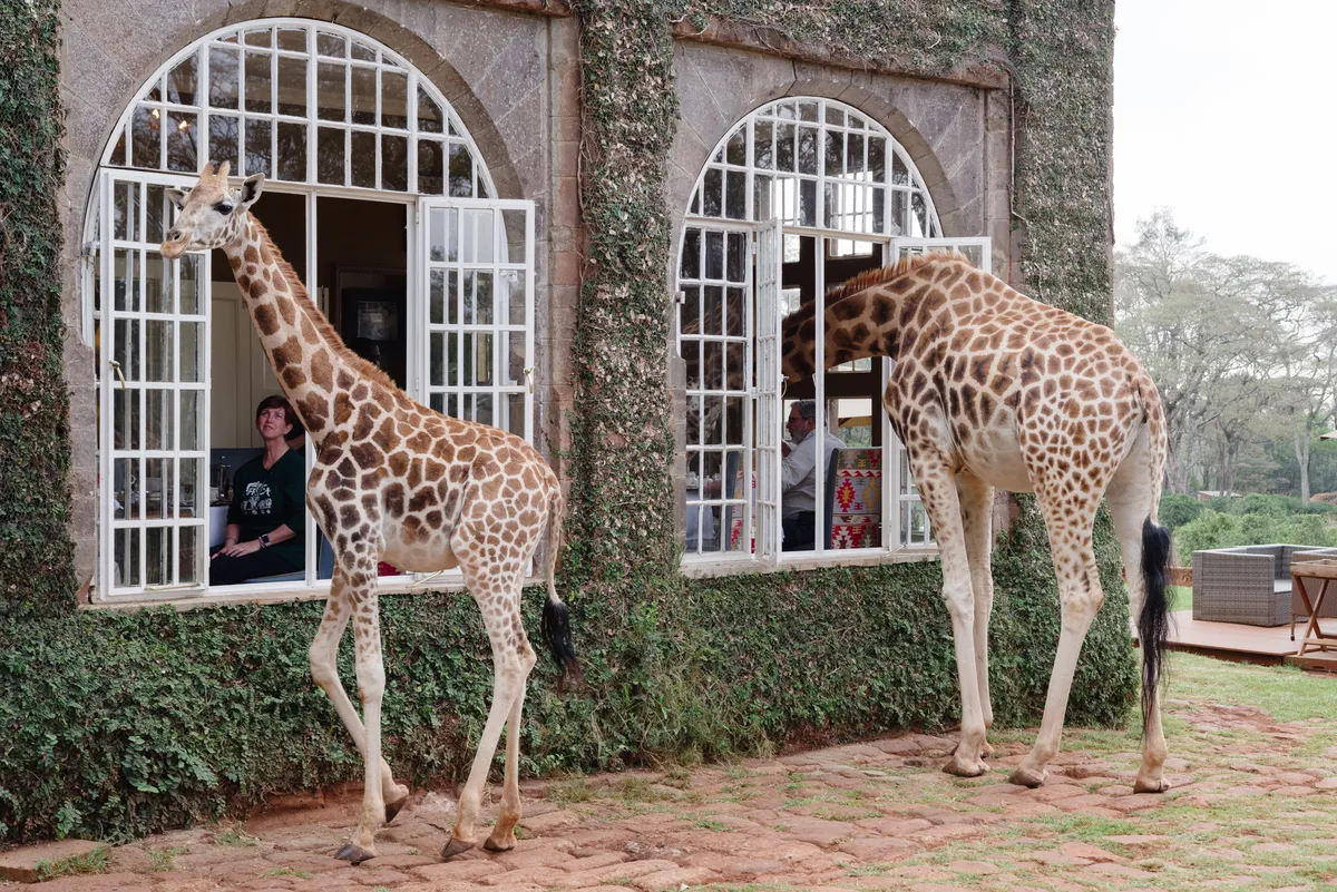 Giraffe Manor — Historic Manor — photo 107