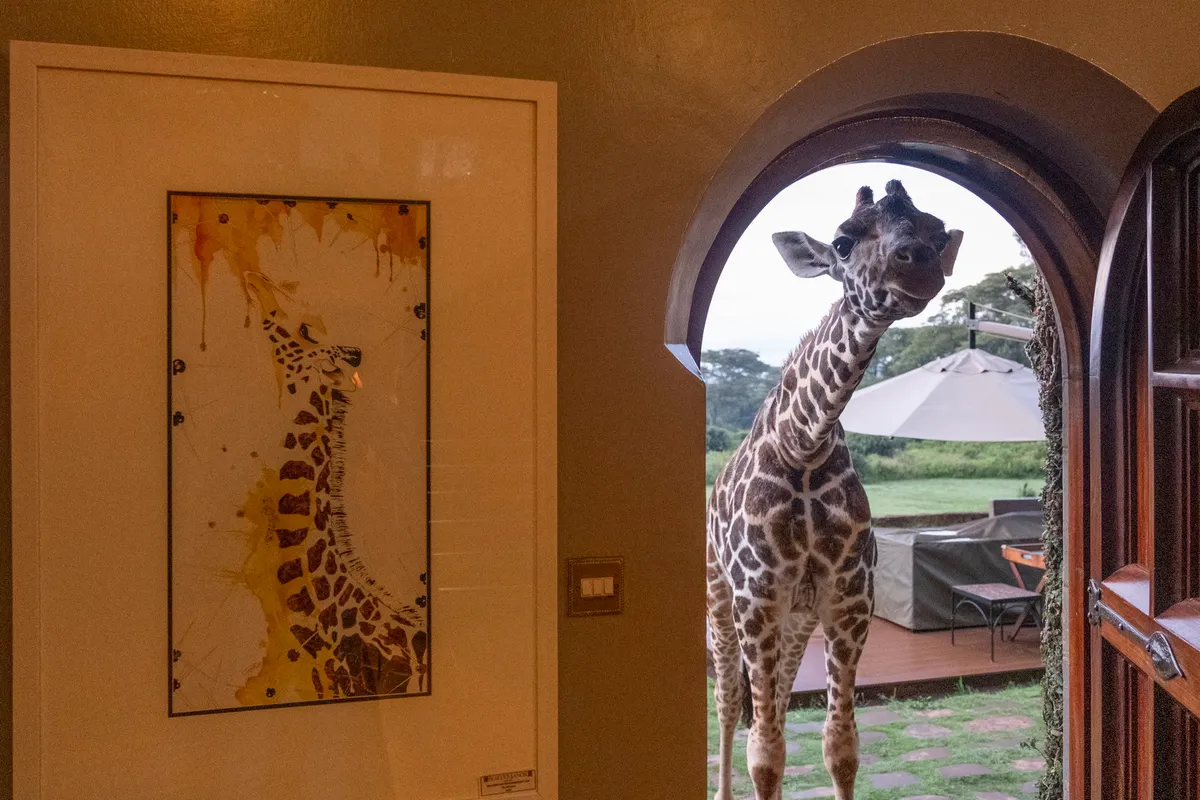 Giraffe Manor — Historic Manor — photo 26