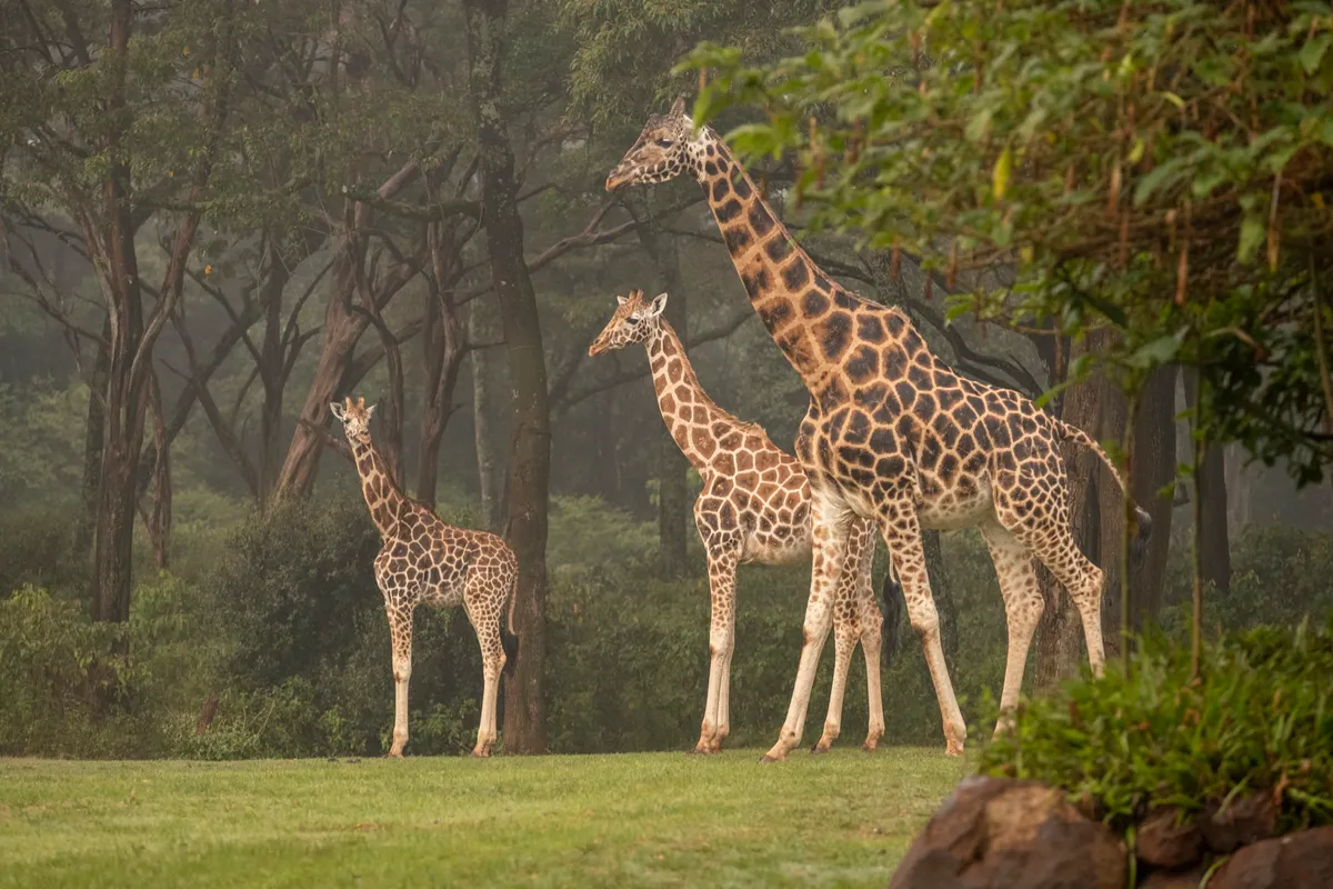 Giraffe Manor — Historic Manor — photo 27