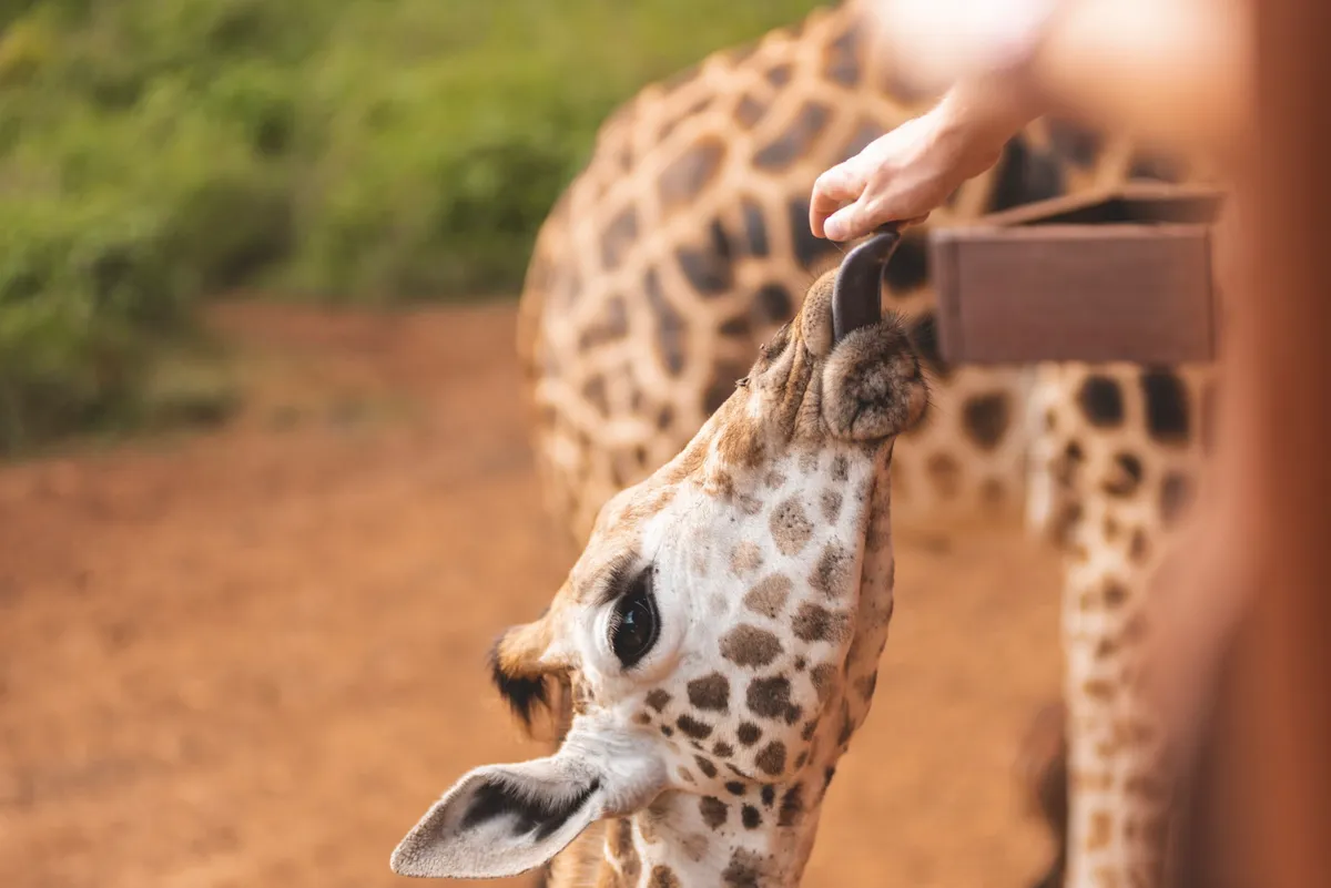Giraffe Manor — Historic Manor — photo 62