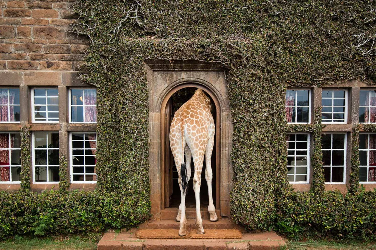 Giraffe Manor — Historic Manor — photo 91