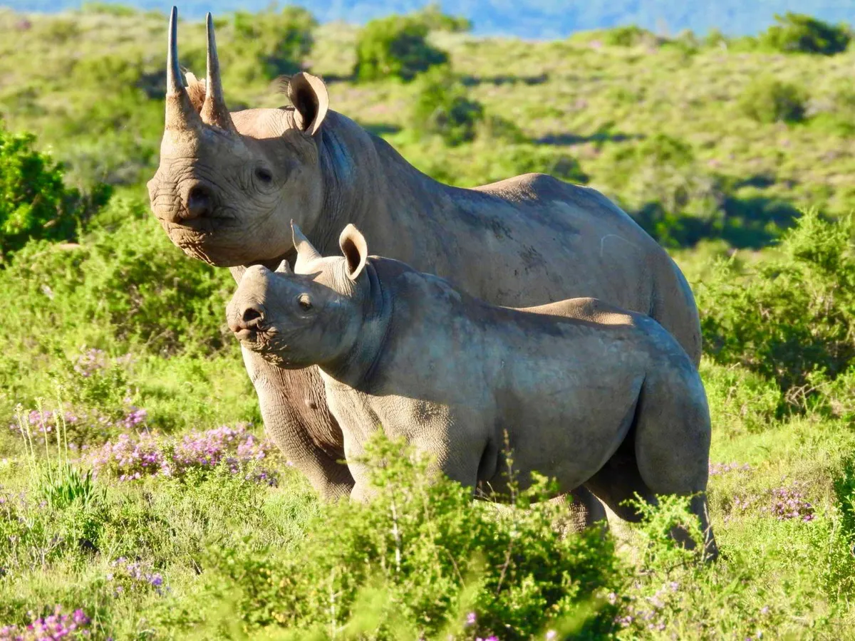 Great Fish River Lodge — photo 19