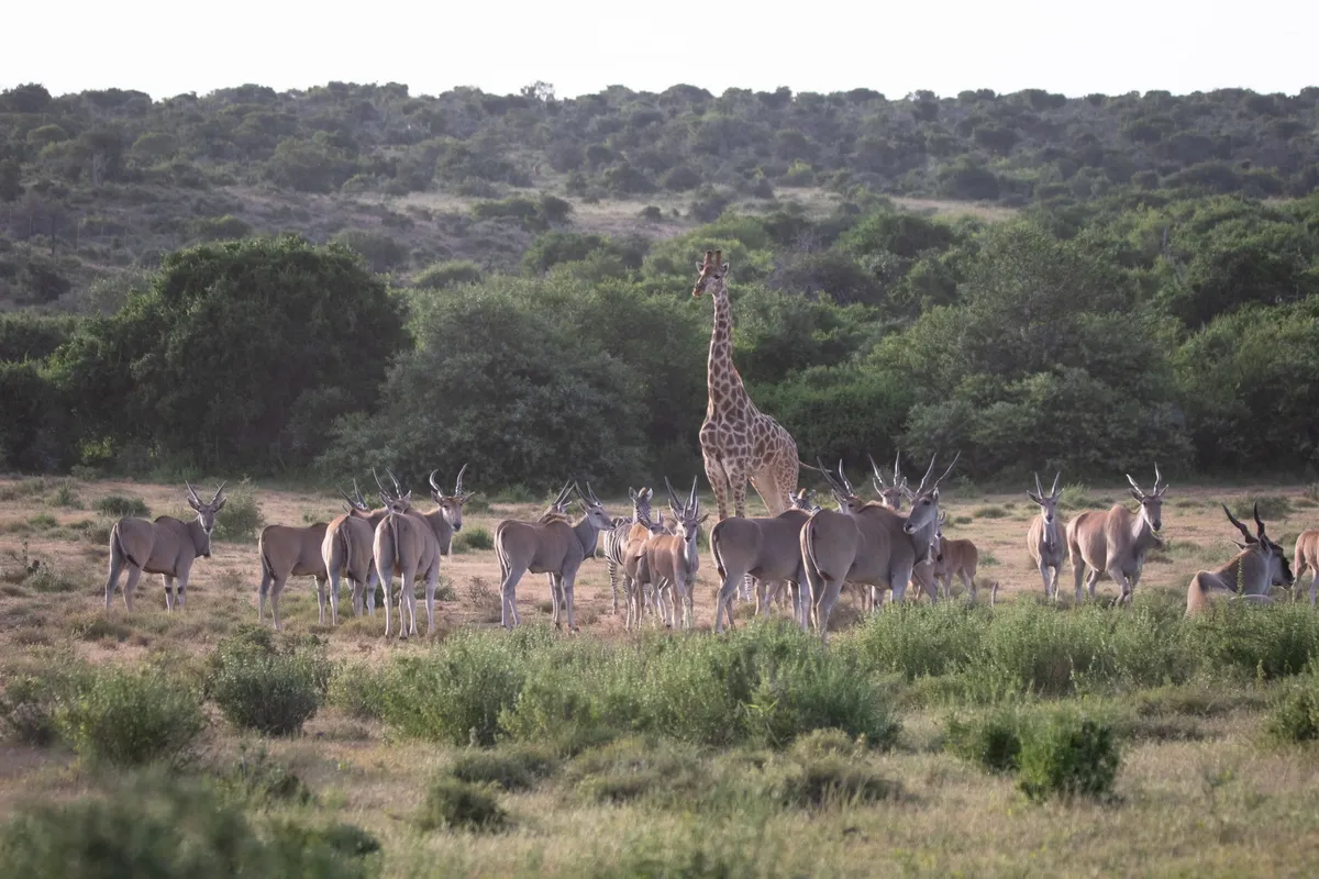 Great Fish River Lodge — photo 27