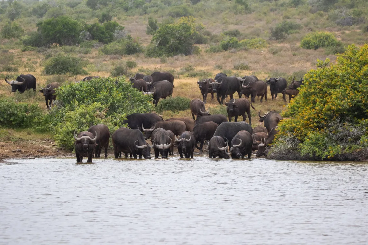 Great Fish River Lodge — photo 28