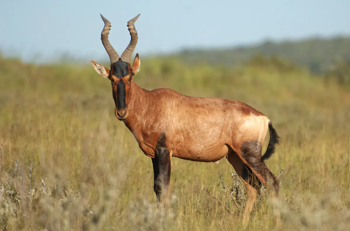 Great Fish River Lodge — photo 38