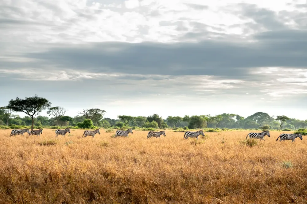 Grumeti (Western Serengeti)