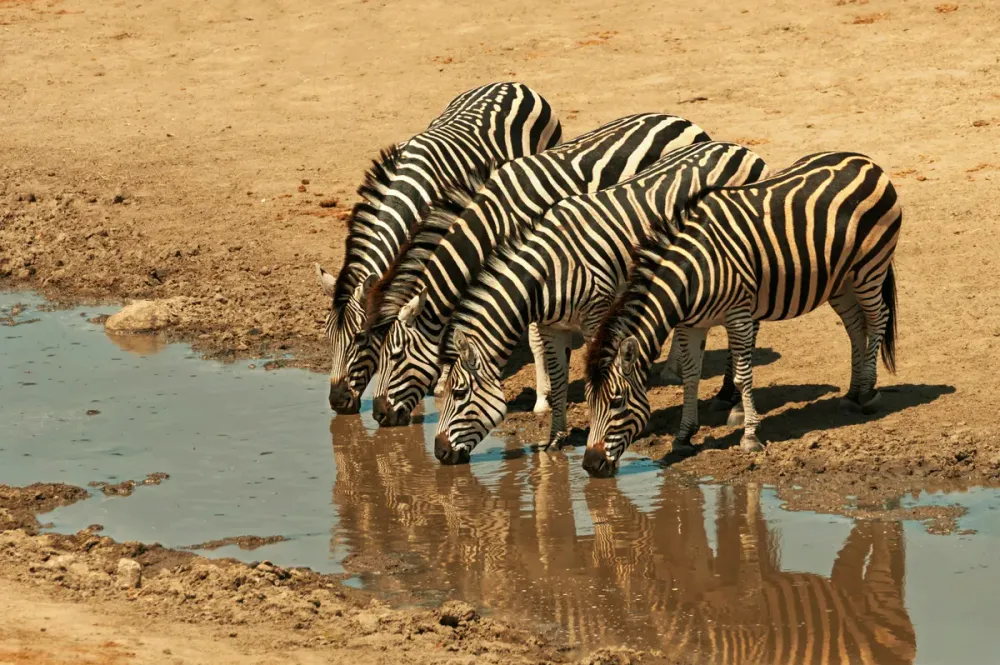 Hwange National Park