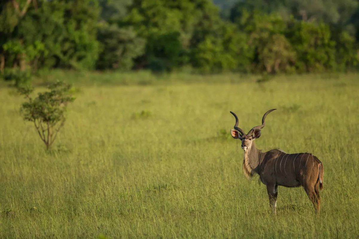 Ila Safari Lodge — photo 31