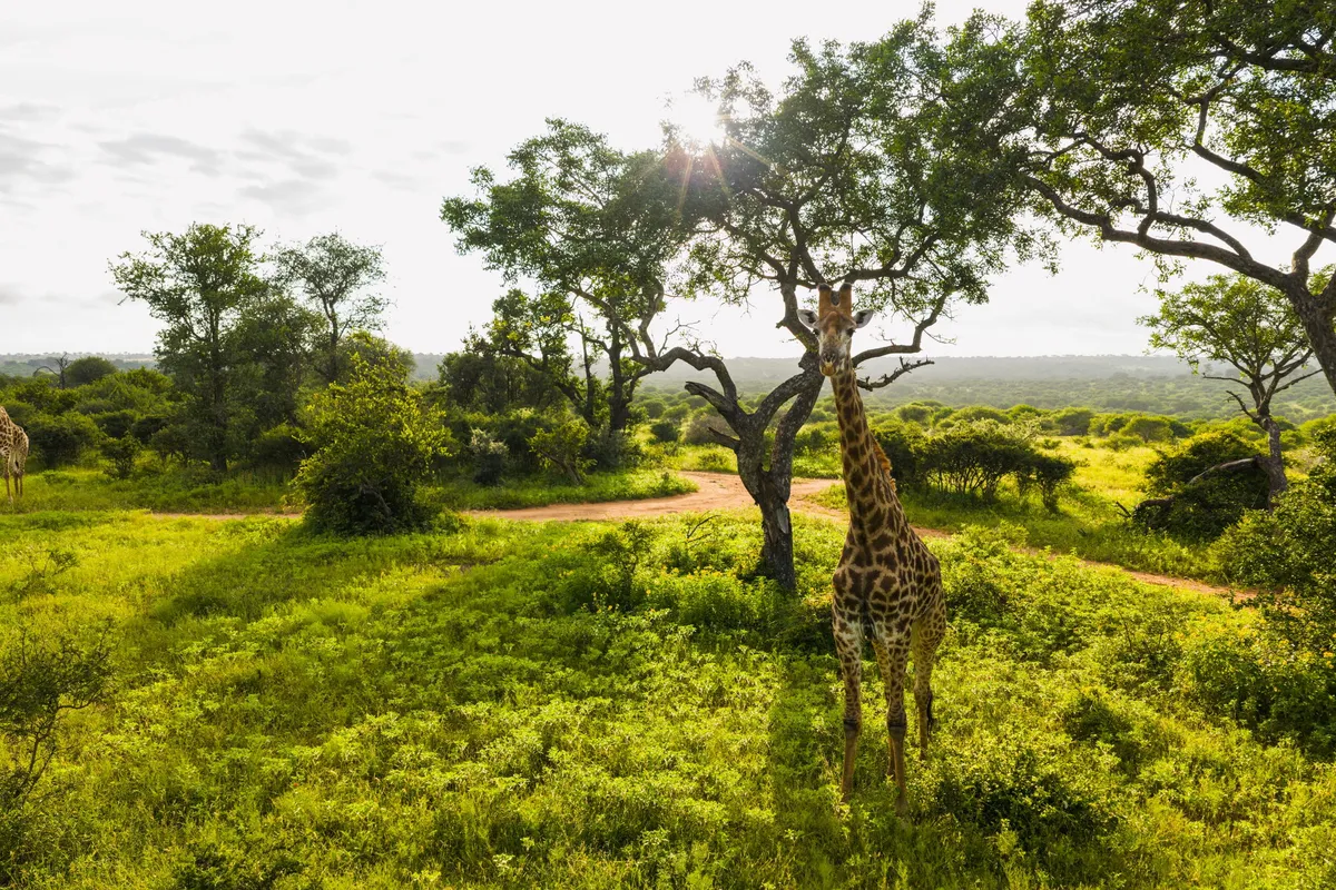 Jabulani Safari — photo 35