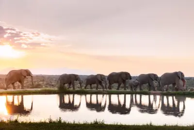 Jabulani Safari, Kapama (Greater Kruger), South Africa