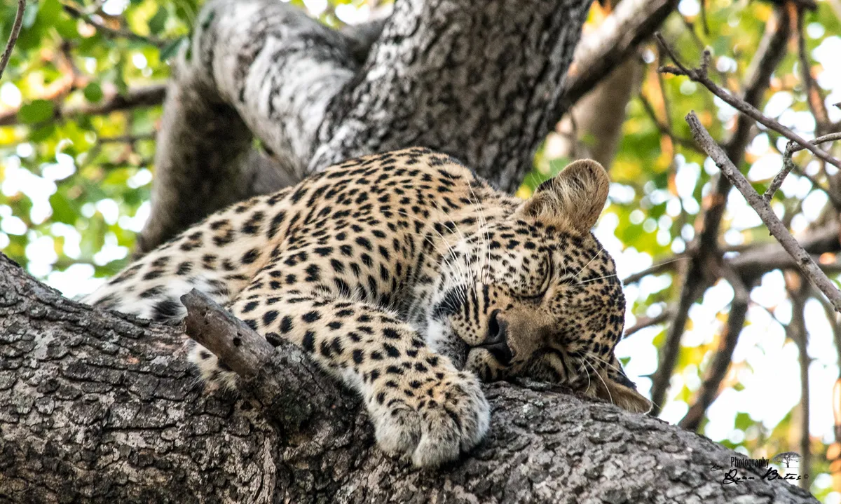 Jabulani Safari — photo 64