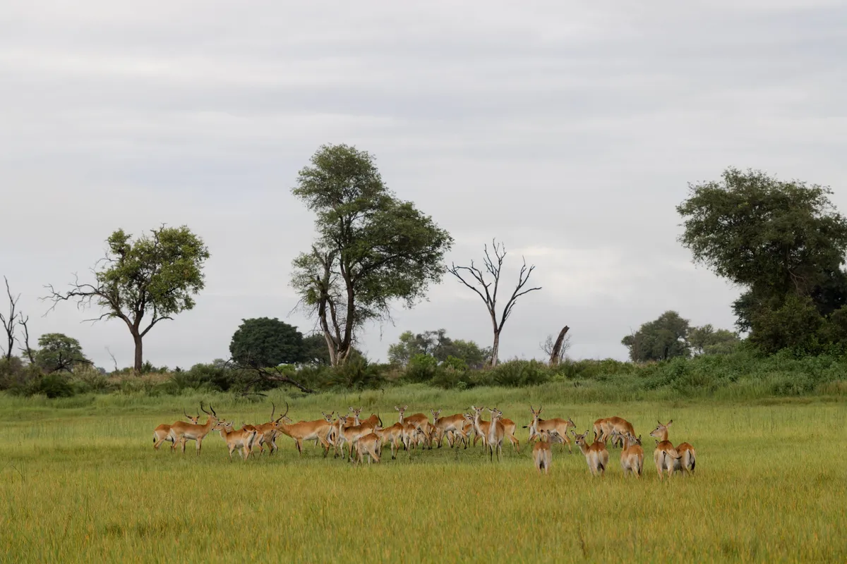Kanana Nyana — photo 27
