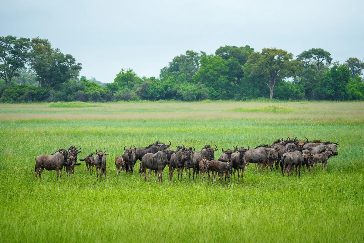 Karangoma — photo 32