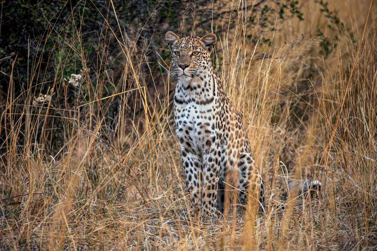 Karangoma — photo 40
