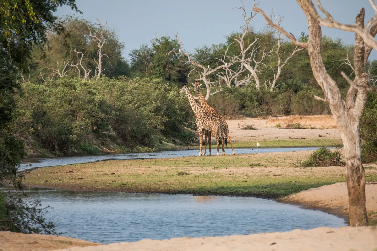 Kiba Point Selous — photo 13