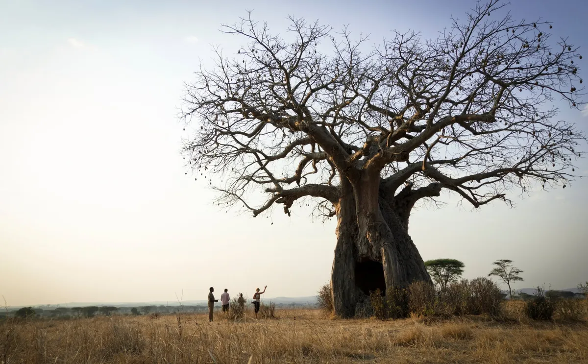 Kigelia Ruaha — photo 12